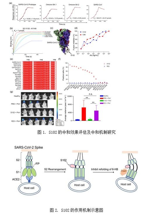微生物所研究團隊研制成功一株靶向沙貝病毒高度保守的s2亞基的廣譜中和納米抗體