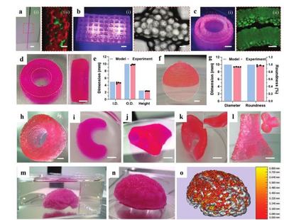 清華大學張婷、熊卓團隊:用于3D打印的載細胞微凝膠基雙相生物墨水