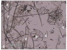 過程工程所秸稈制備生物基材料溶解漿研究取得進展
