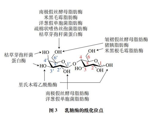 食品科學(xué) 浙江工商大學(xué)石玉剛教授等 化學(xué)與生物法制備乳糖酯及其在食品應(yīng)用中的研究進(jìn)展